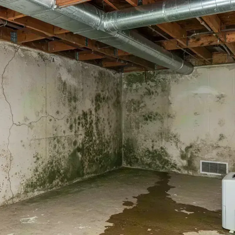 Professional Mold Removal in Adams County, IL